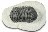 Bargain, Morocops Trilobite - Large Specimen #287374-4